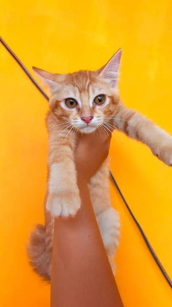 Kucing persia mix bsh mixdome