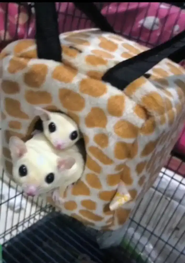 pasangan leucistic siapan