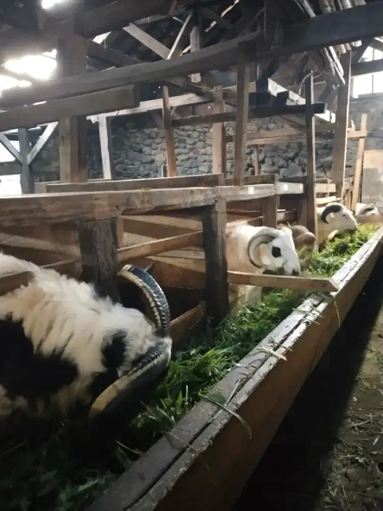 Kambing & domba,hewan qurban