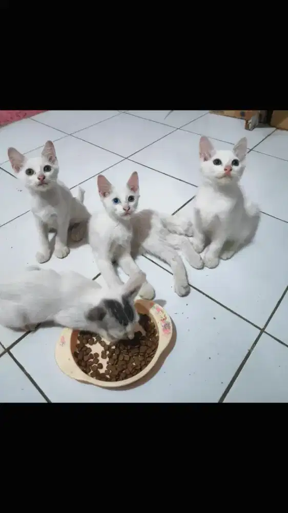 4 Anak Kucing Turki