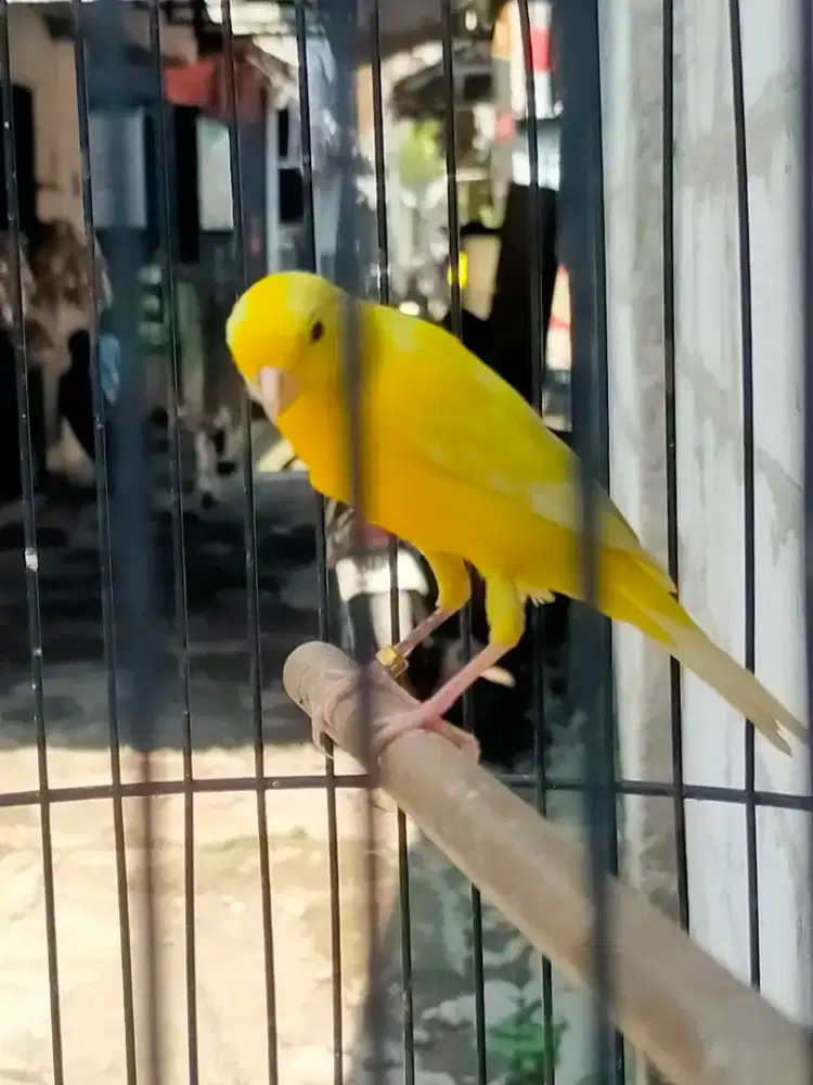 Burung kenari F1sf jantan muda gacor