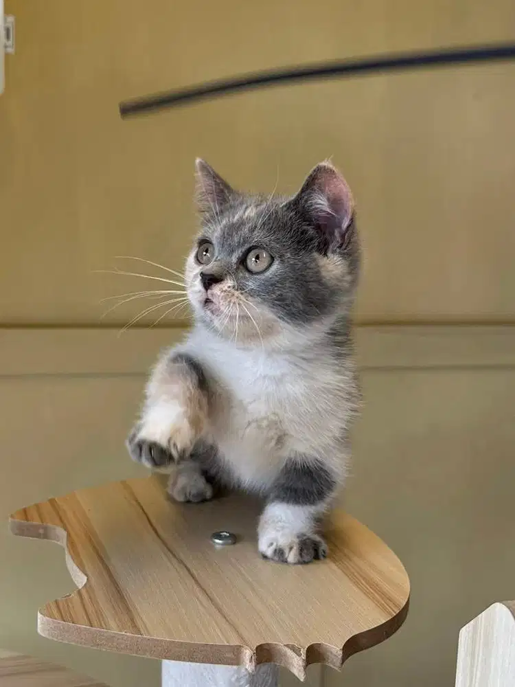 British shorthair munchkin calico dilute