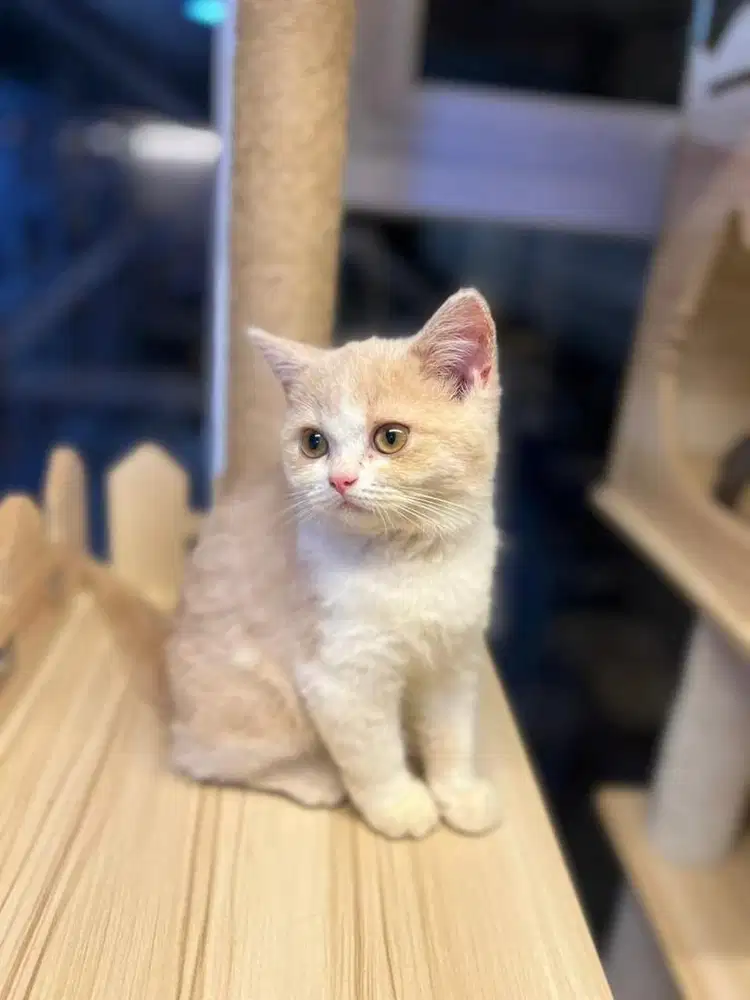 Kucing british shorthair bico cream
