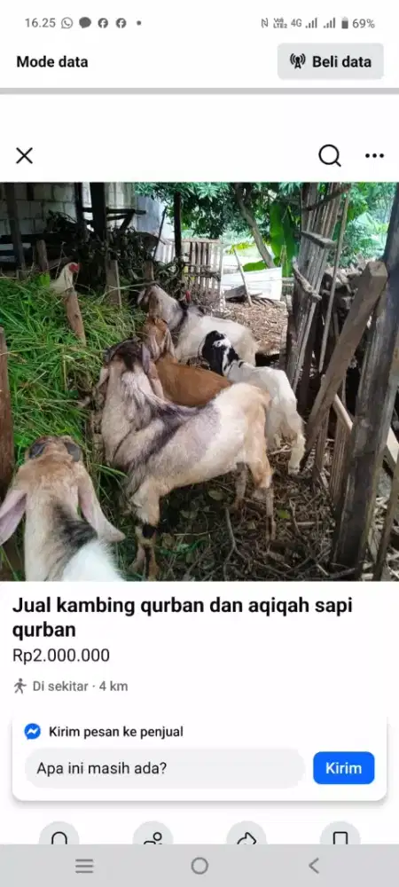 Kambing & domba qurban