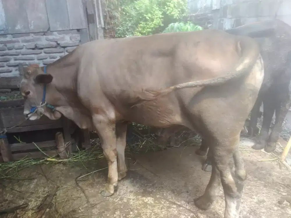 Sapi qurban sehat