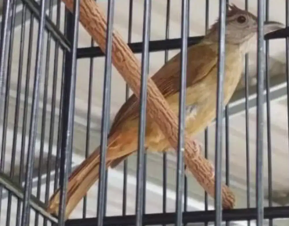 Burung katem masteran