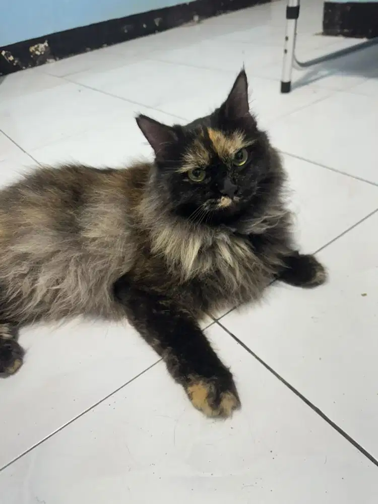 Anggora persia betina