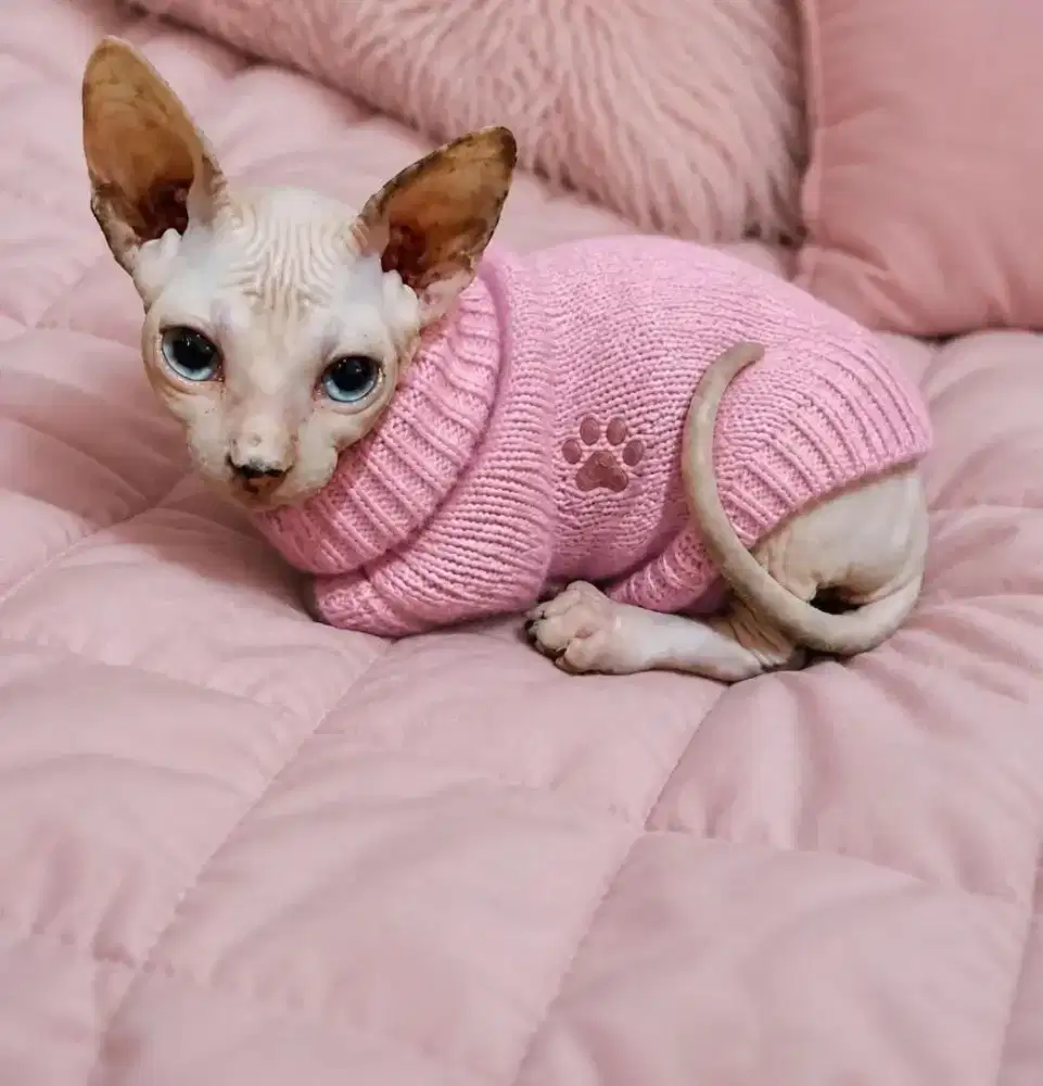 Kucing sphynx betina