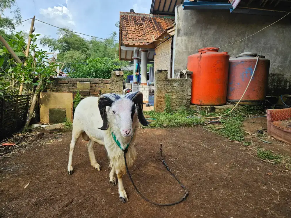 Domba Qurban Jantan Garut Bobot Hidup 58Kg