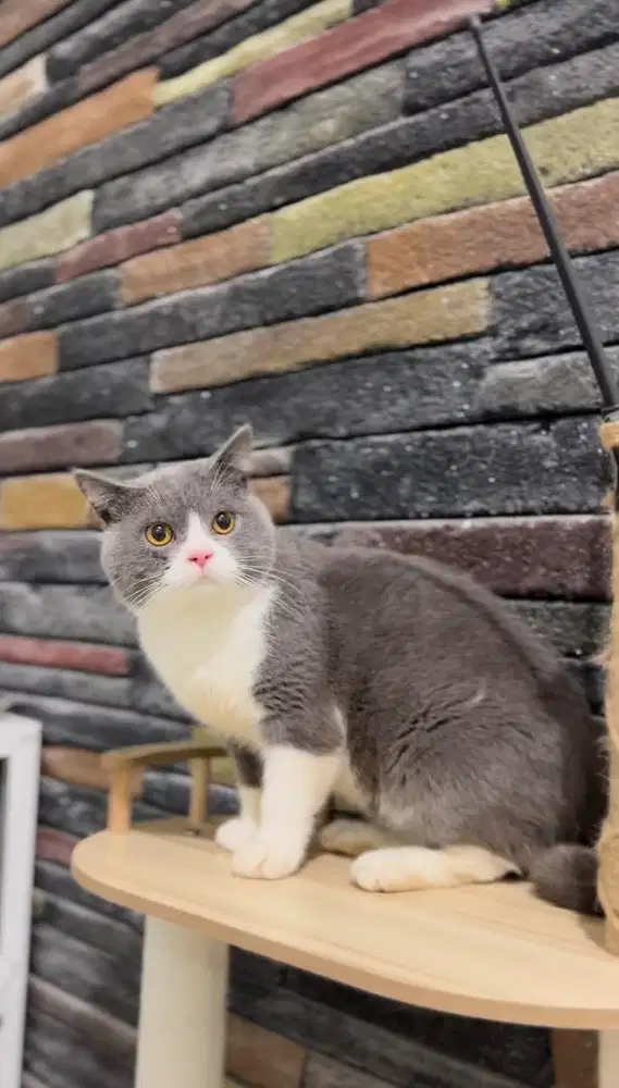 British Shorthair Bicolor Blue