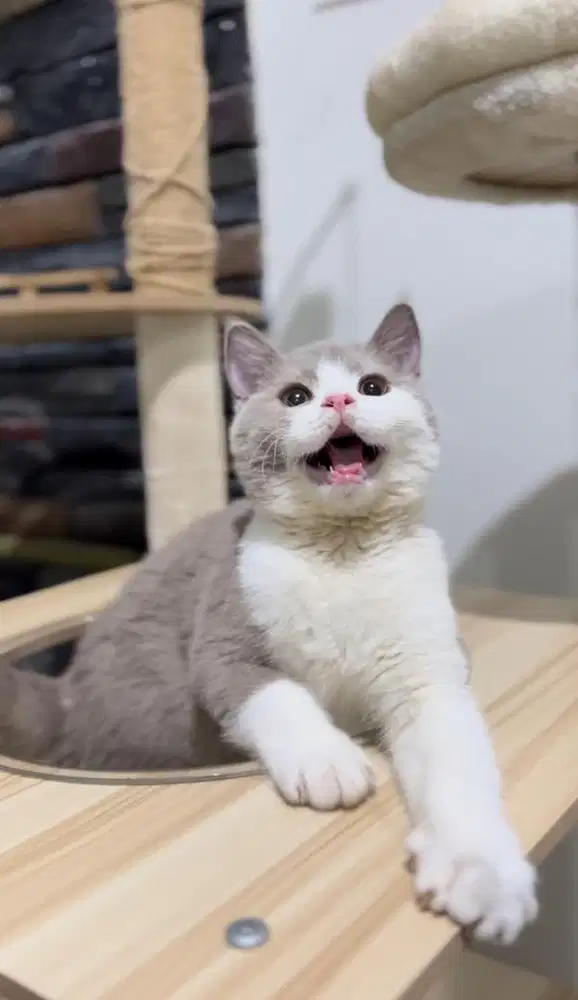 British Shorthair Bicolor Fawn