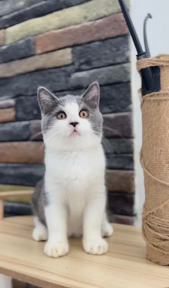 British Shorthair Bicolor Blue