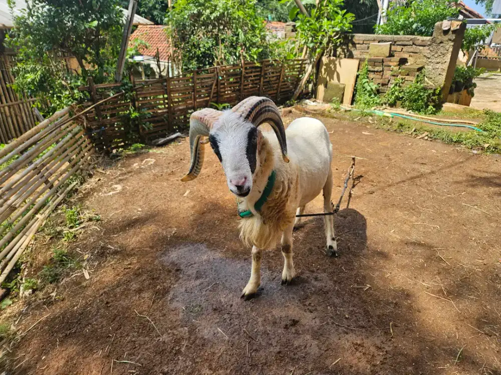 Domba Qurban Garut Bobot Hidup 48Kg