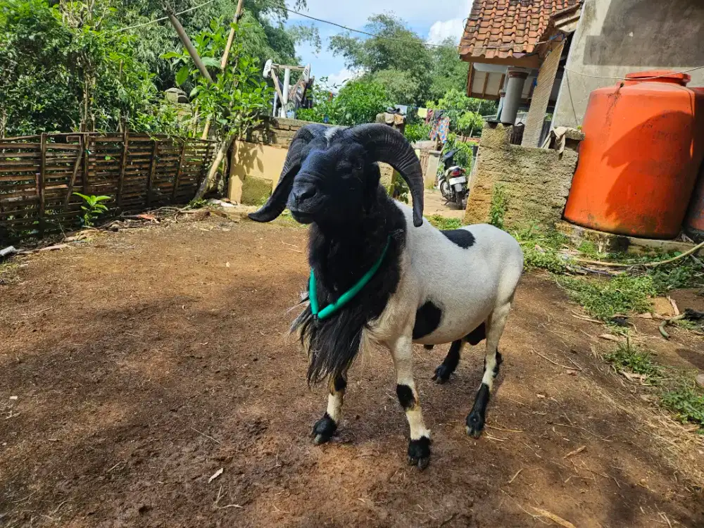 Domba Qurban Garut Bobot Hidup 48Kg
