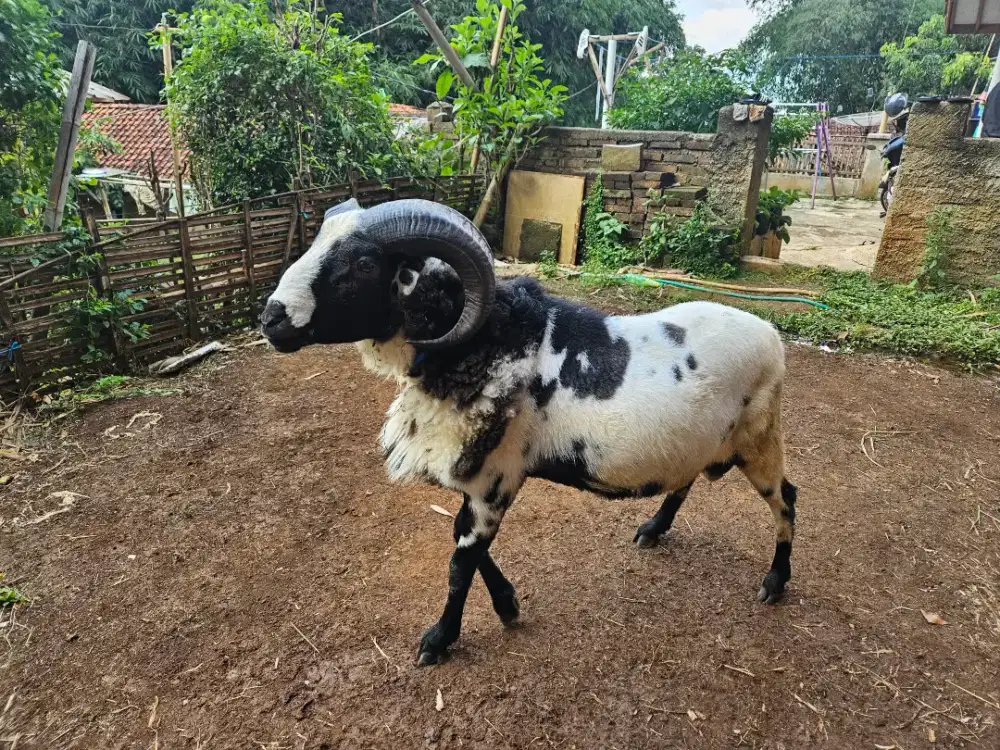 Domba Qurban Garut Bobot Hidup 50Kg