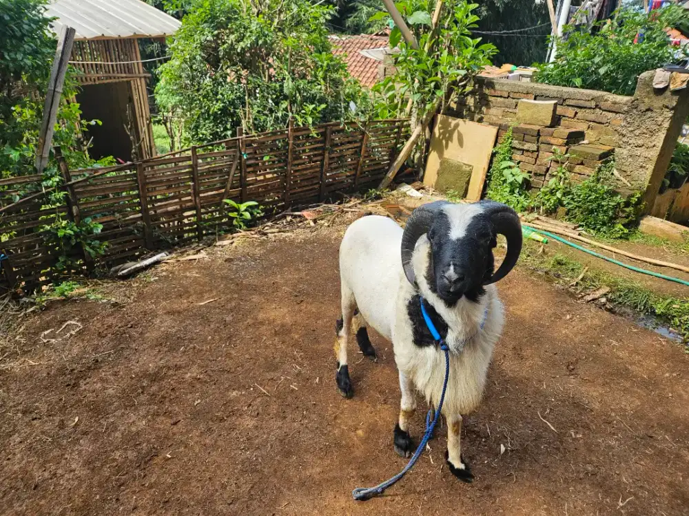 Domba Qurban Garut Bobot Hidup 45Kg