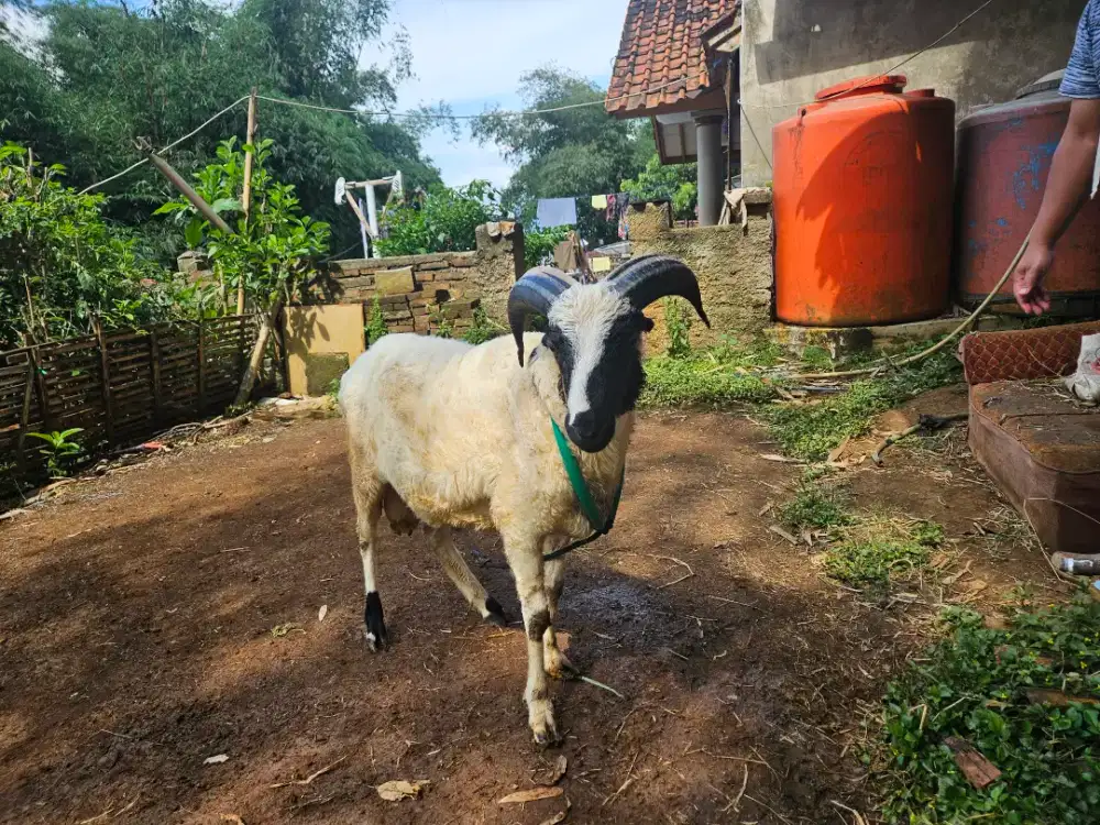 Domba Qurban Garut Bobot Hidup 43Kg