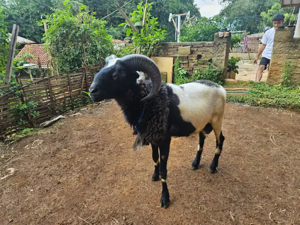 Domba Qurban Garut Bobot Hidup 45Kg