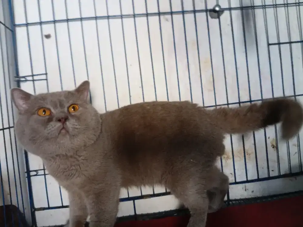 Bsh pure lilac jantan usia 3tahun