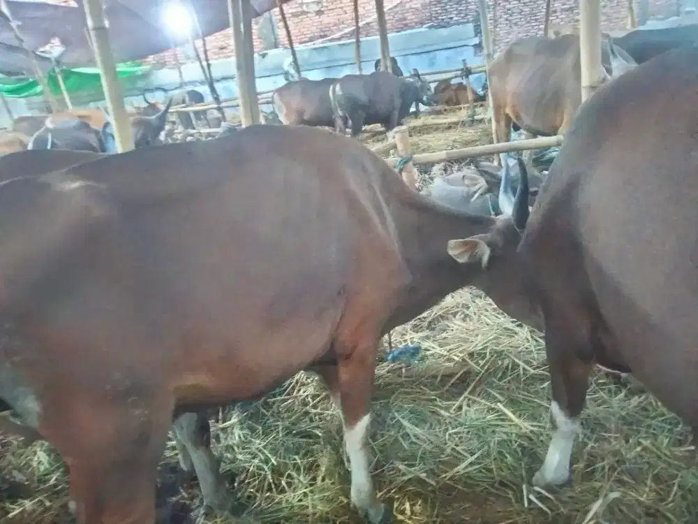 Sapi Bali lokal sehat gemuk