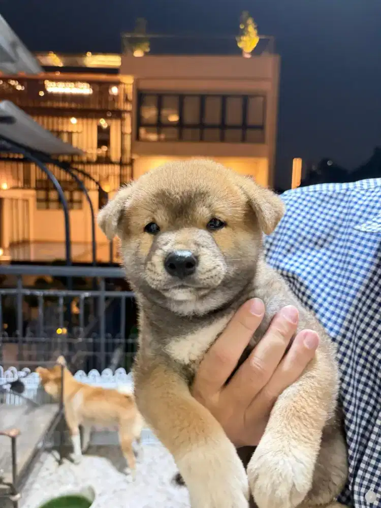 Puppy Shiba inu  jantan