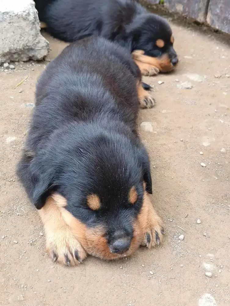Rottweiler betina
