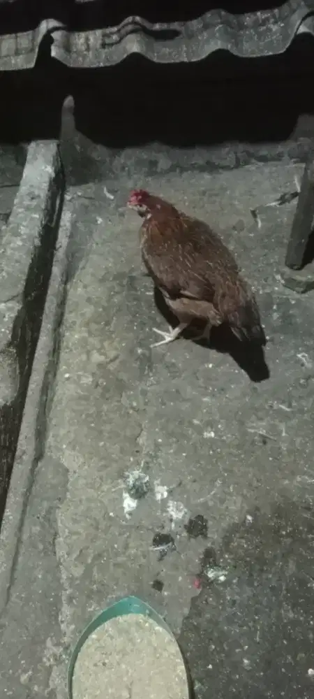 Ayam betina sedang bertelur