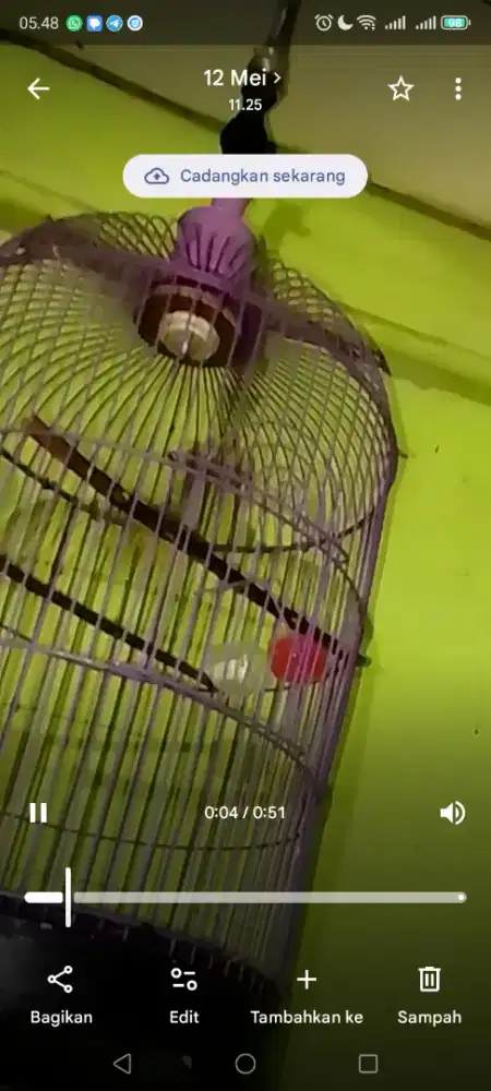 Jual burung kicau