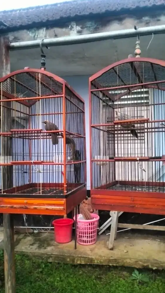 Cucak rowo sepasang gacor