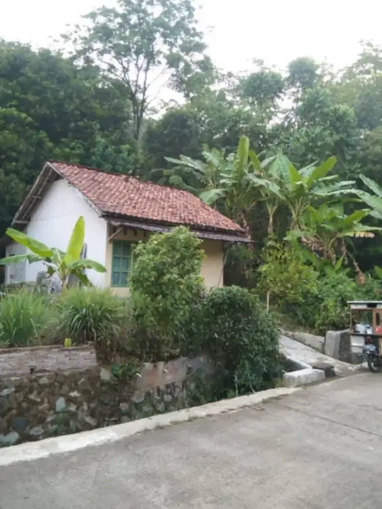 Jual kebun nempel jalan desa di cikaobandung jatiluhur
