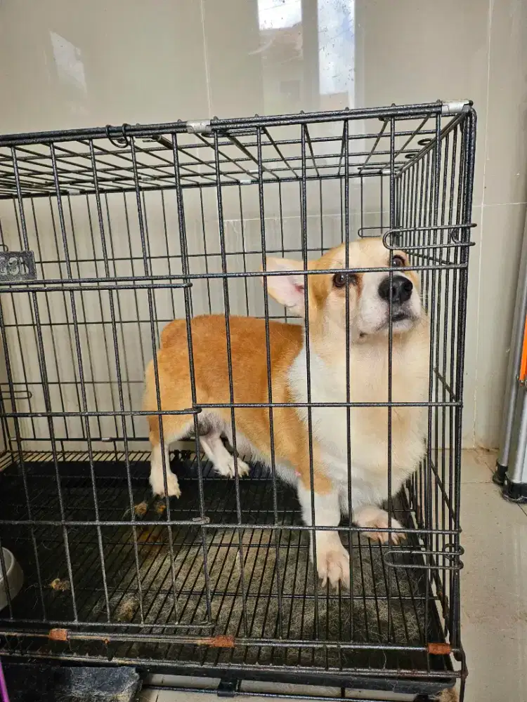 ANJING CORGI MALE
