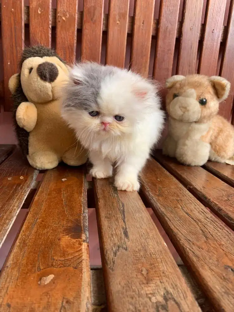 KITTEN PEAKNOSE  LONGHAIR BULU KAPAS