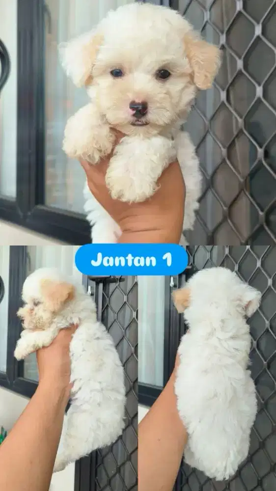 Poodle party jantan red betina