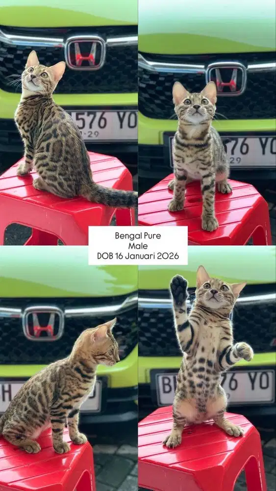 Kucing kitten lucu