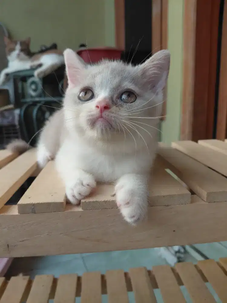 Bsh cantik  bico lilac/fawn betina