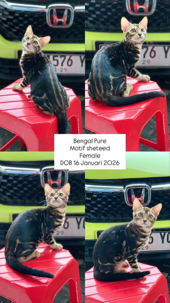 Kucing kitten lucu