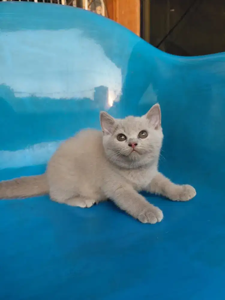 Bsh gembul betina lilac/fawn