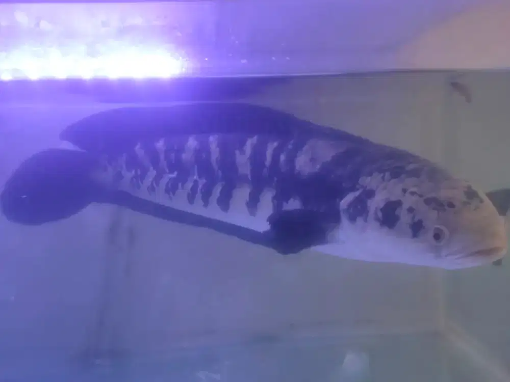 Ikan cana di pelihara dari anakan