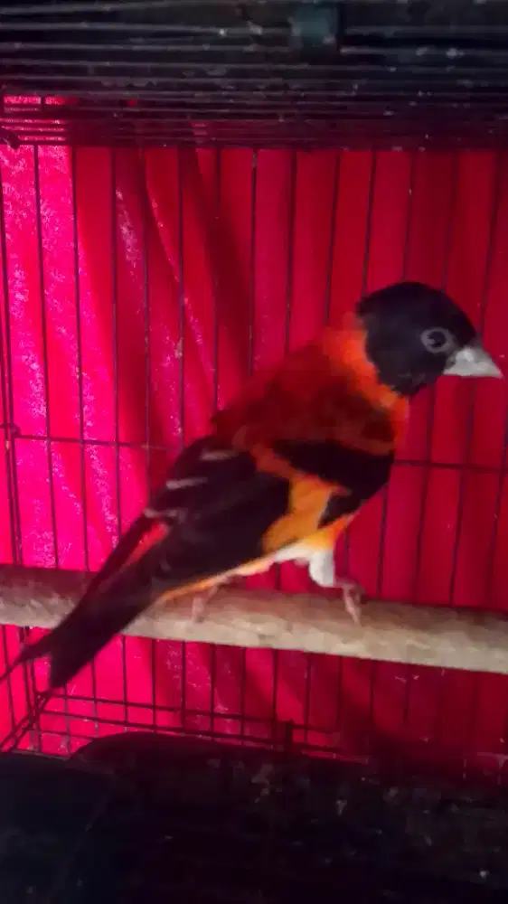 Burung Red Siskin