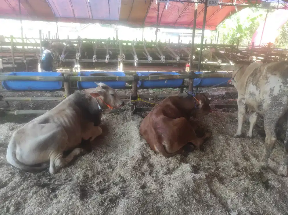 Bandar domba & Sapi untuk Qurban