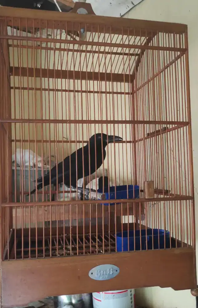 Burung gagak hitam