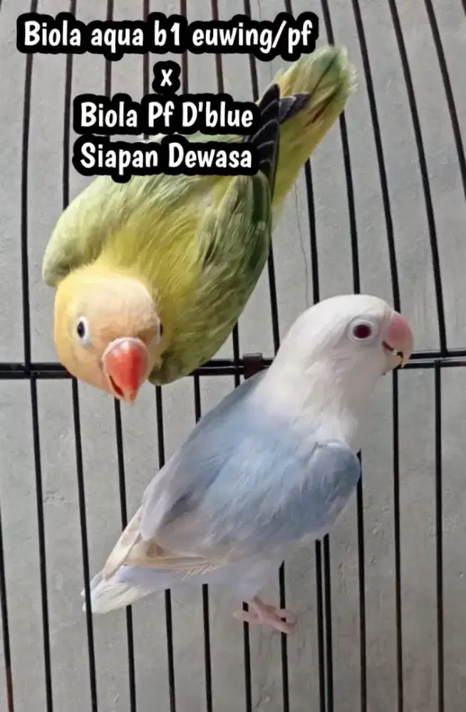 Burung lovebird lb Pasangan Dewasa tinggal beri glodok