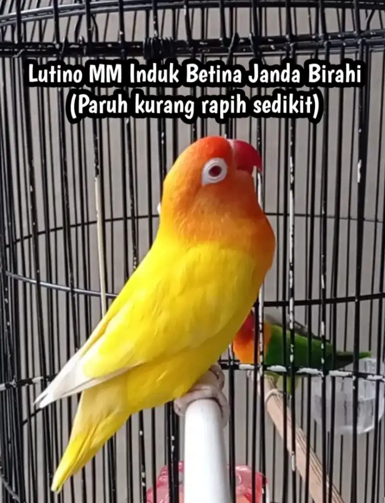 Burung lovebird lb betina jande birahi