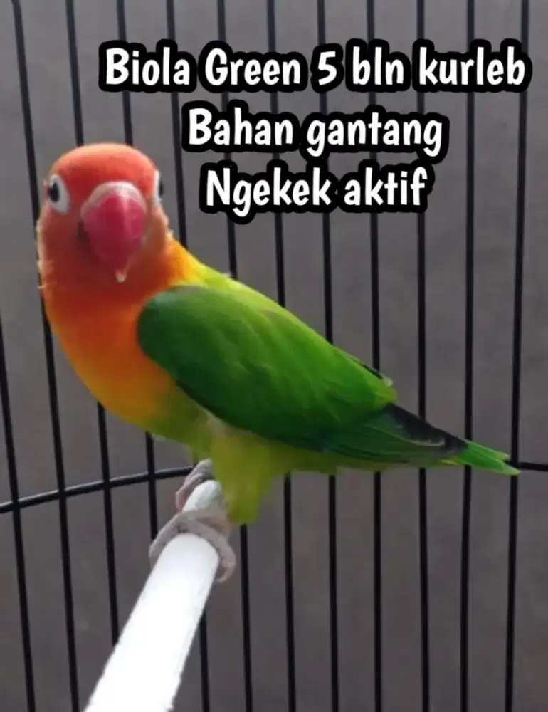 Burung lovebird lb sortiran bahan lomba aktif