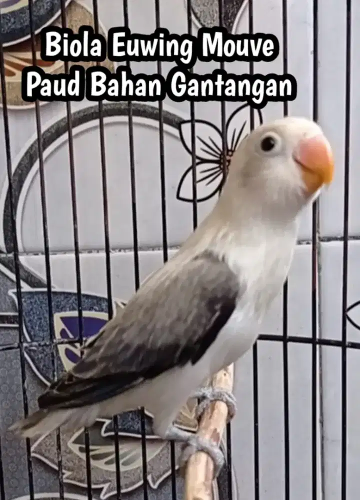 Burung lovebird lb sortiran bahan lomba aktif