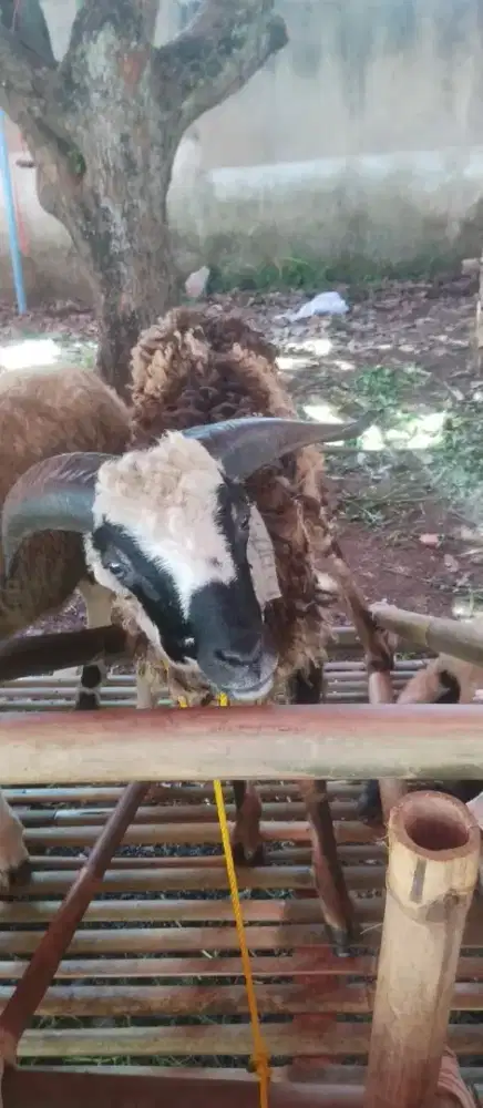 Jual hewan qurban domba  dan sapi