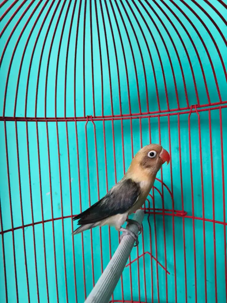 Lovebird Paud BPE Vio