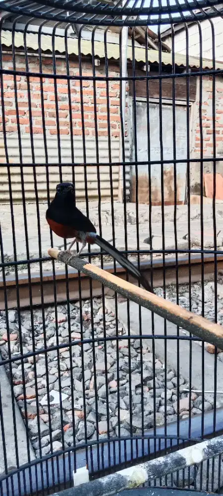 burung murai batu