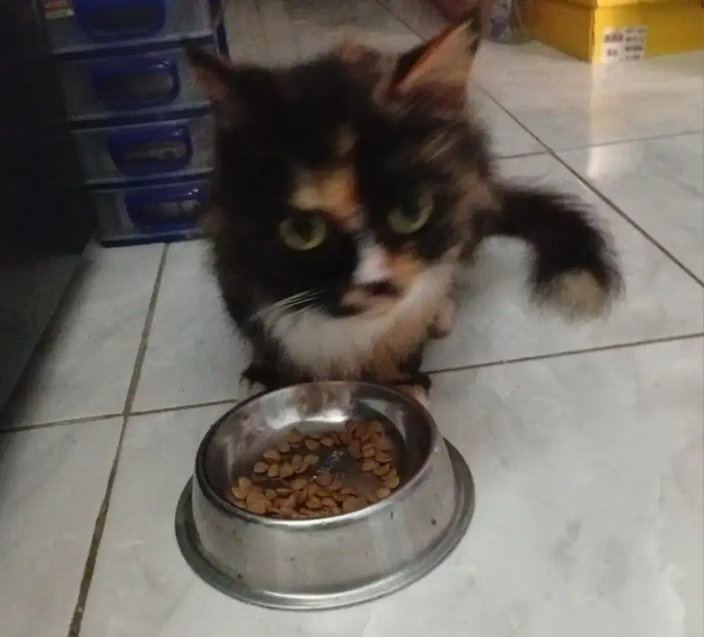 Kucing Betina Calico