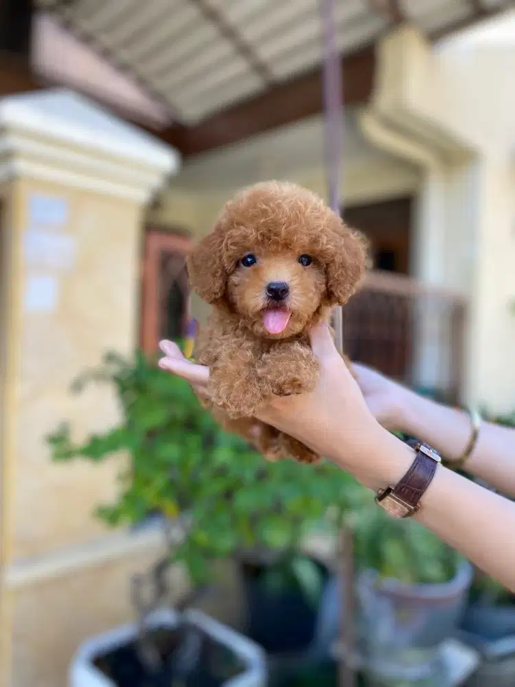 Tiny poodle jantan